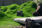 芝と景石2
