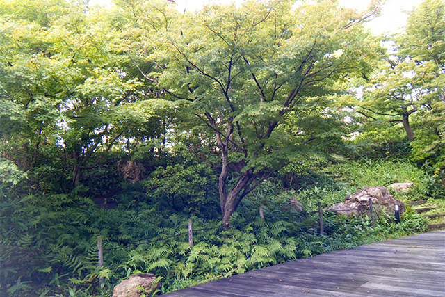 アクアアリーナの庭 image